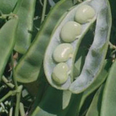 Beans - King of the Garden Lima Beans (Pole type)