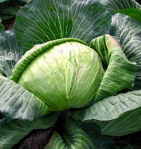 Cabbage - Late Flat Dutch