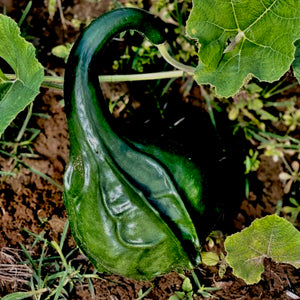 Gourd - Maranka