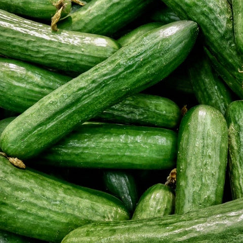 Cucumber - Marketmore 76 (Slicer Cucumber)