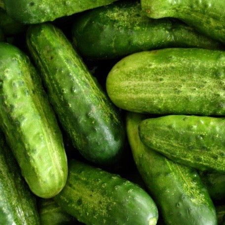 Cucumber - National Pickling (Pickler Cucumbers)