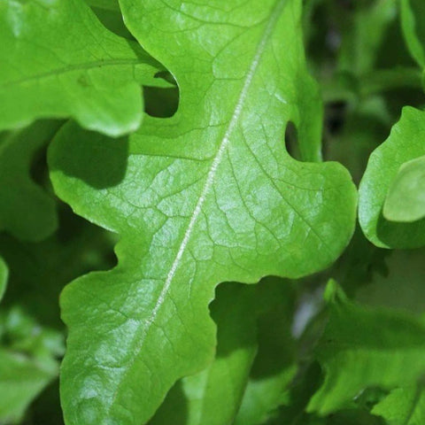 Lettuce - Oakleaf Green