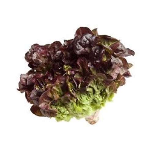 Lettuce - Oakleaf Red