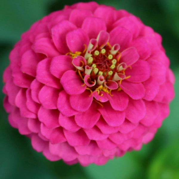 Zinnia - Lilliput Mix