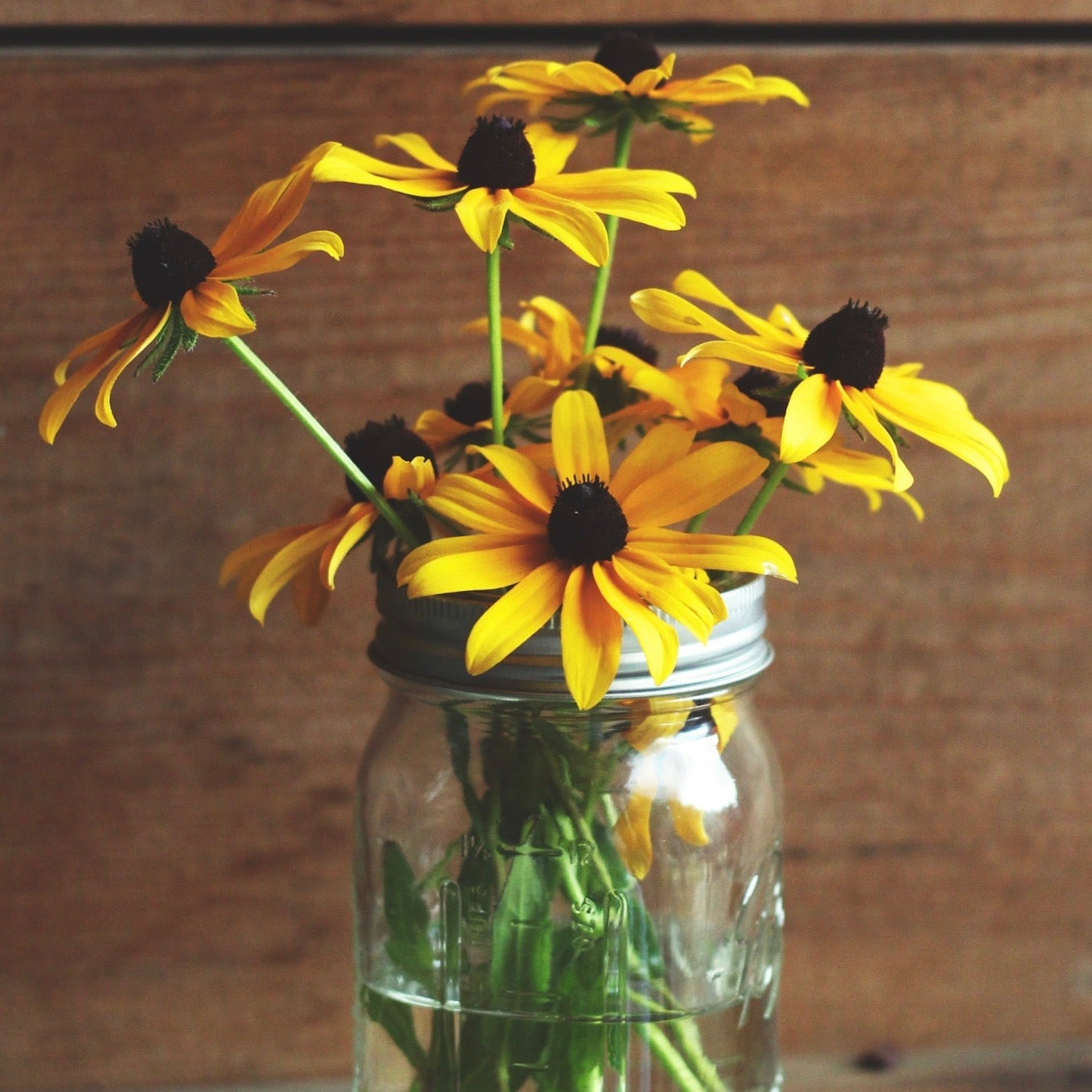 Rudbeckia - Black Eyed Susan