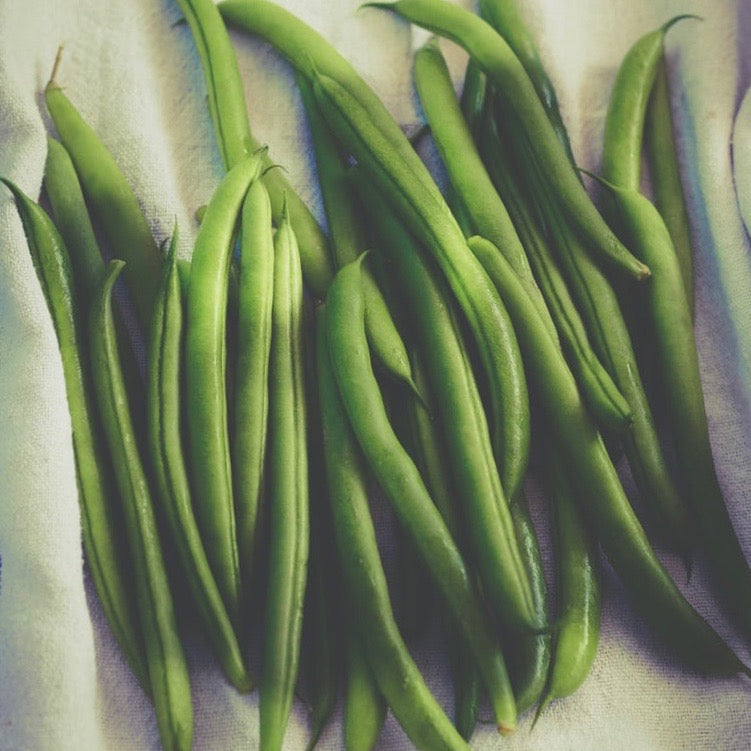 Beans - Blue Lake Bush 274 Beans (Bush type snap)