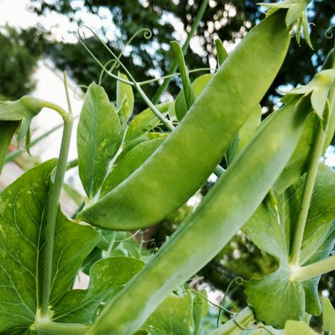 Peas - Progress #9 (Shell Peas)