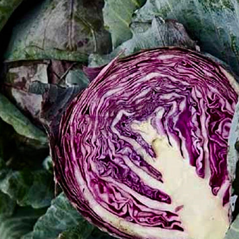 Cabbage - Red Acre