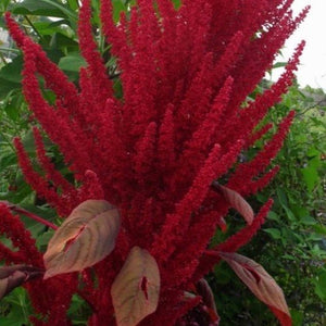 Amaranth - Red Garnet