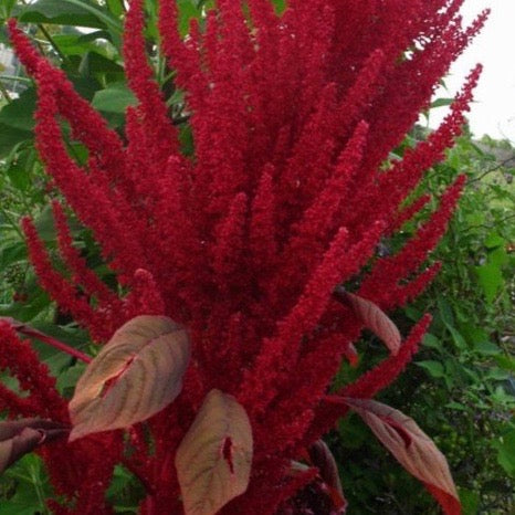 Greens - Red Garnet Amaranth