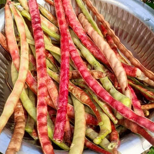 Peas - Red Ripper (Southern Cowpeas)