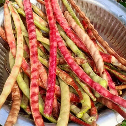 Peas - Red Ripper (Southern Cowpeas)