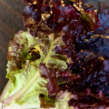 Lettuce - Red Romaine