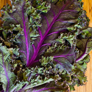 Kale - Red Russian