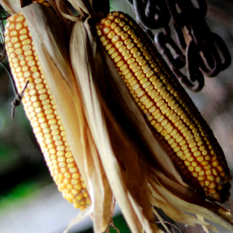 Corn - Reid's Yellow Dent (Field Corn)