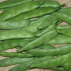 Beans - Roma II (Bush type snap)