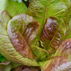 Lettuce - Rouge Di Hiver