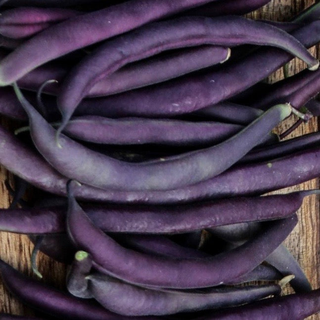 Beans - Royal Burgundy (Bush type snap)