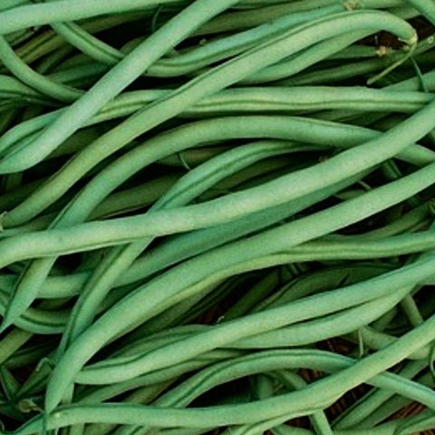 Beans - Slenderette (Bush type snap)