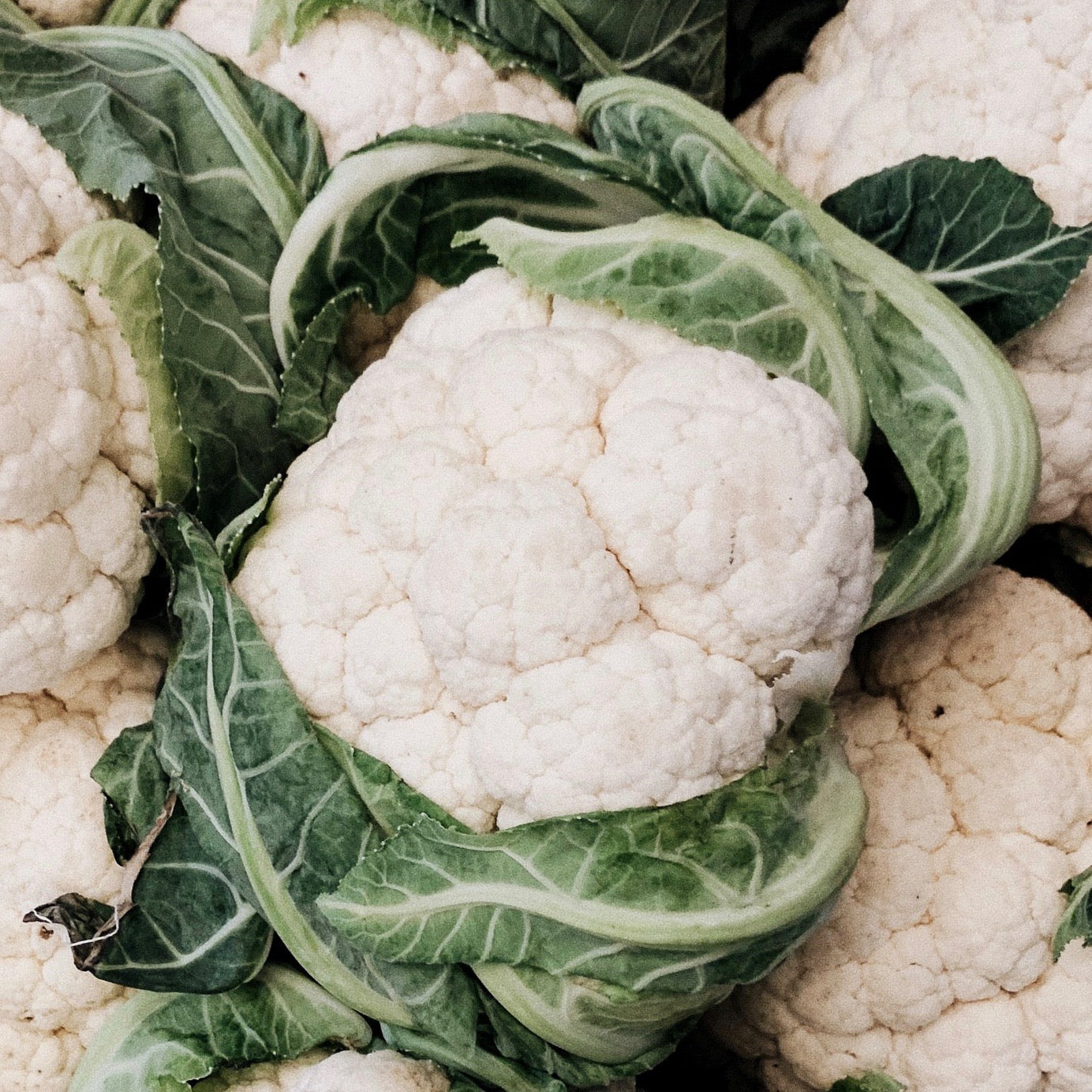 Cauliflower - Snowball Self Blanching