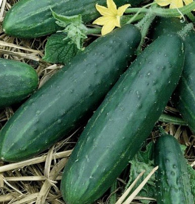 Cucumber - Spacemaster Bush (Slicer Cucumber)