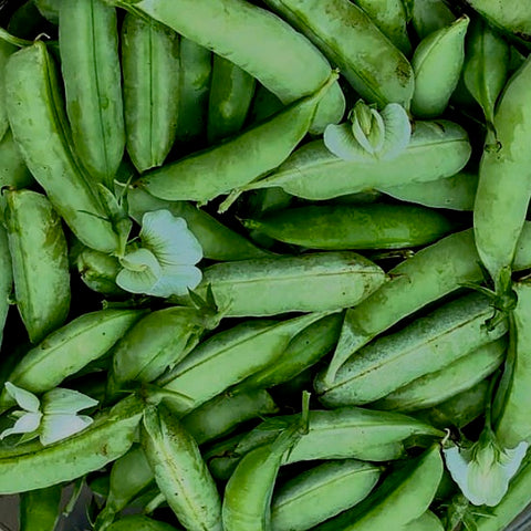 Peas - Sugar Ann (Sugar Snap Peas)