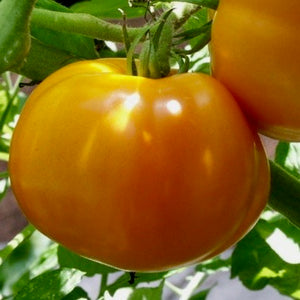 Tomato - Sunray