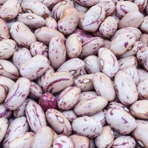 Beans - Taylor Dwarf Horticultural
