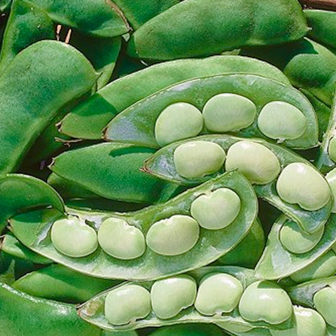 Beans - Thorogreen Lima Beans (Bush type)