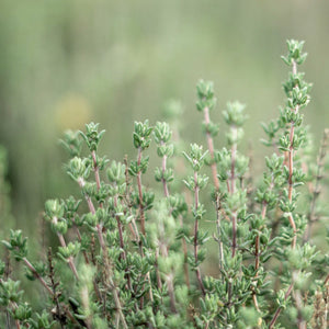 Thyme