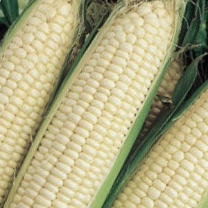 Corn - Trucker's Favorite (White Sweet Corn)
