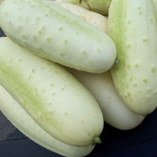 Cucumber - White Wonder (Slicer Cucumber)