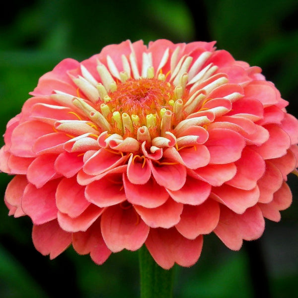 Zinnia - Lilliput Mix